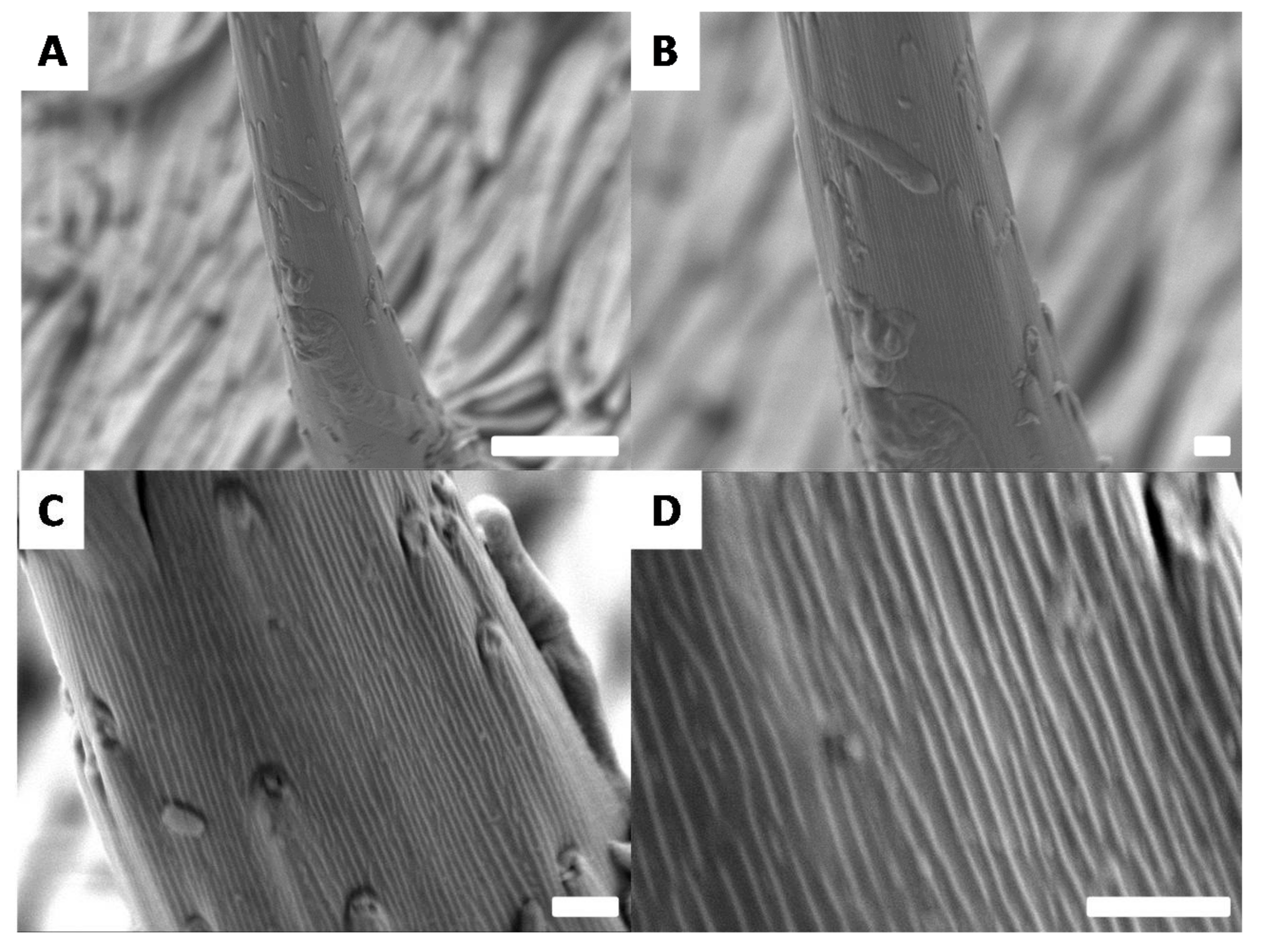 Biomimetics 03 00006 g010