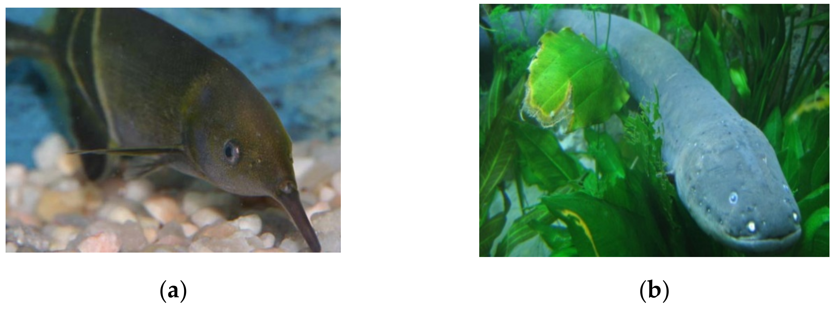 Biomimetics 06 00051 g007