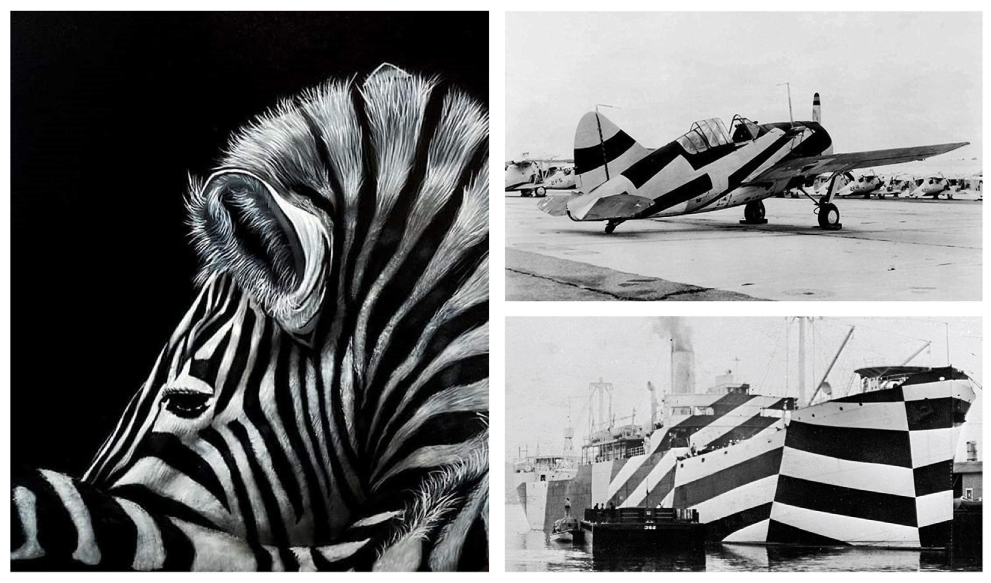 Biomimetics 06 00056 g003