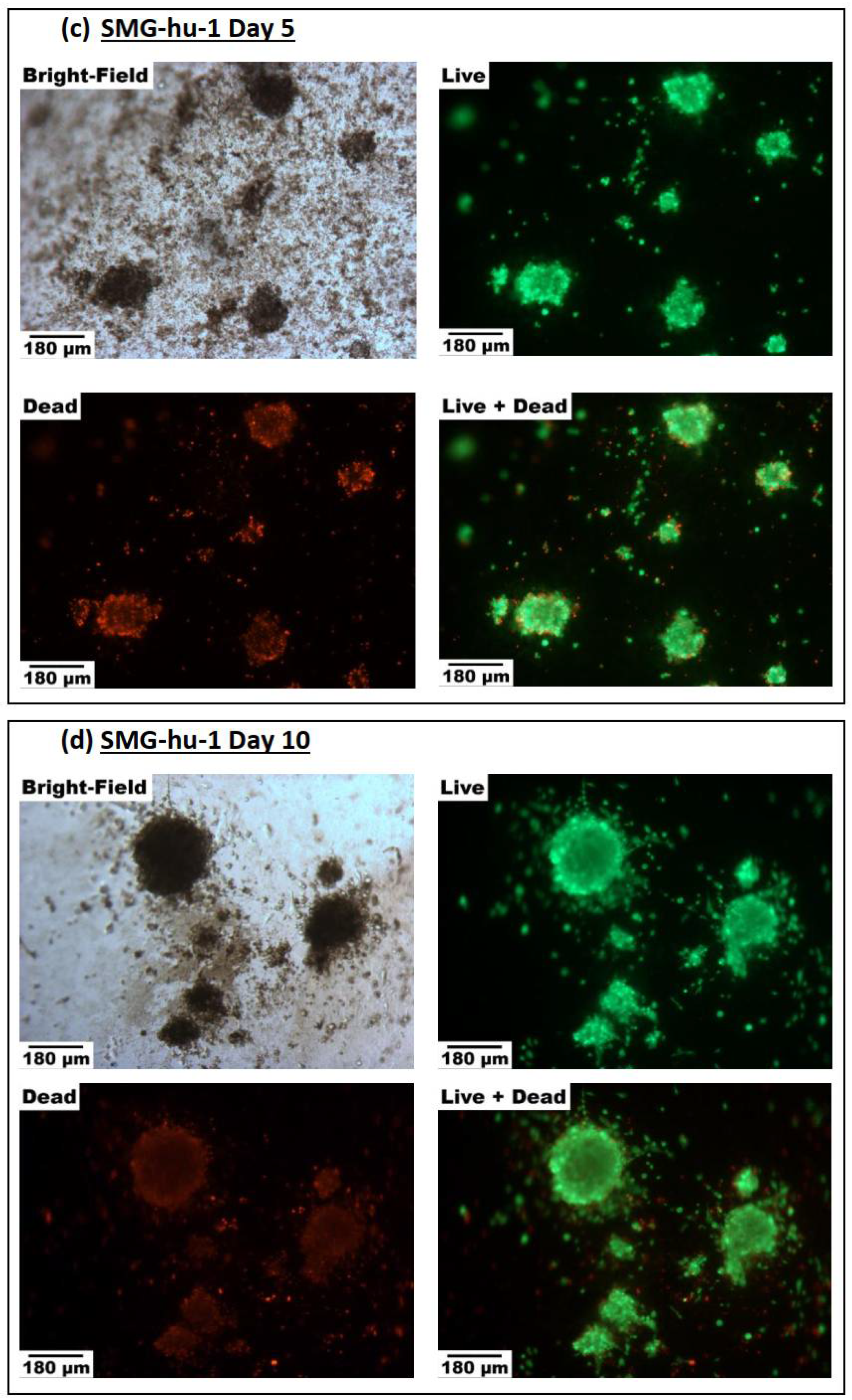 Biomimetics 07 00005 g005b