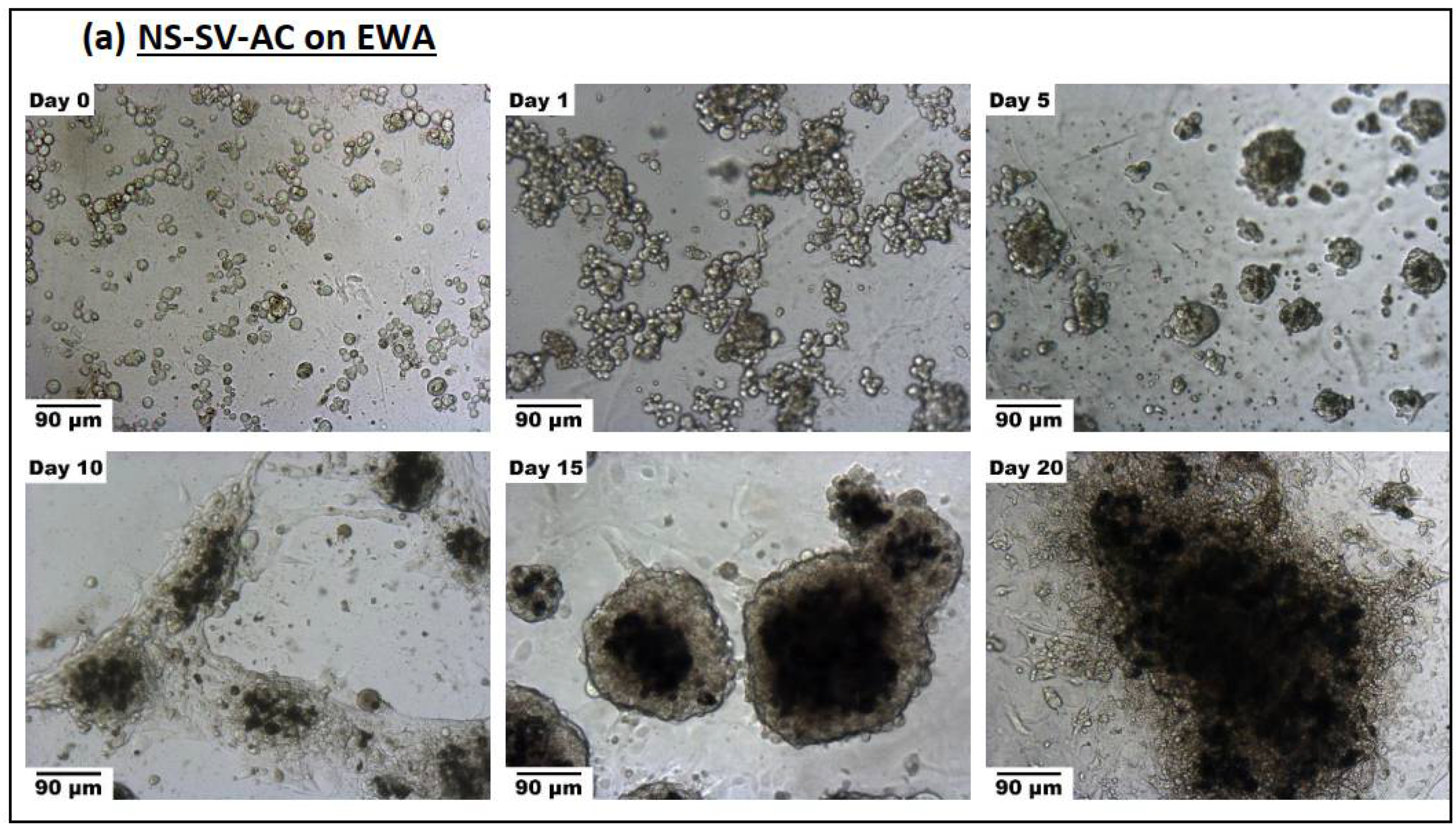 Biomimetics 07 00005 g006a
