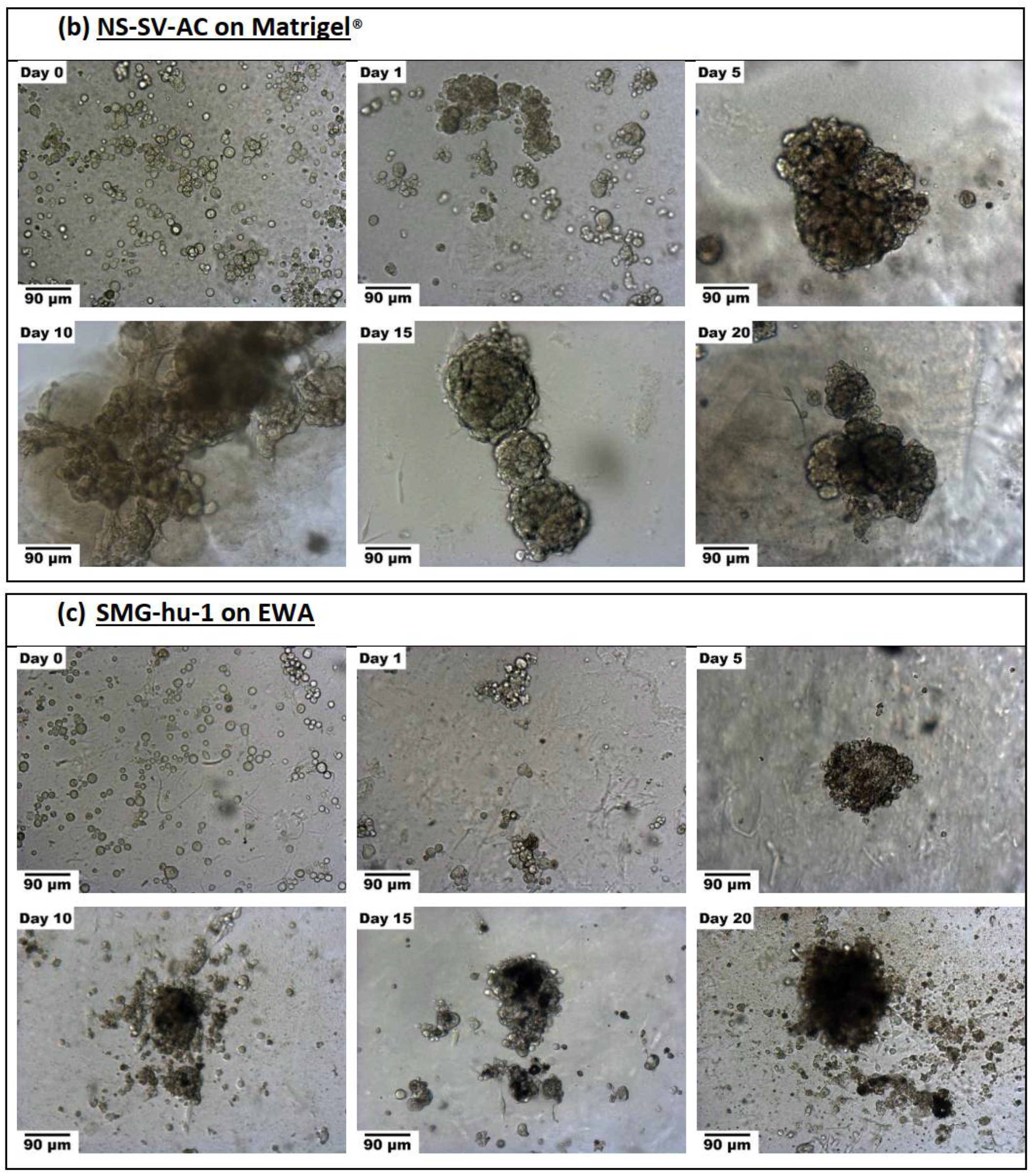 Biomimetics 07 00005 g006b