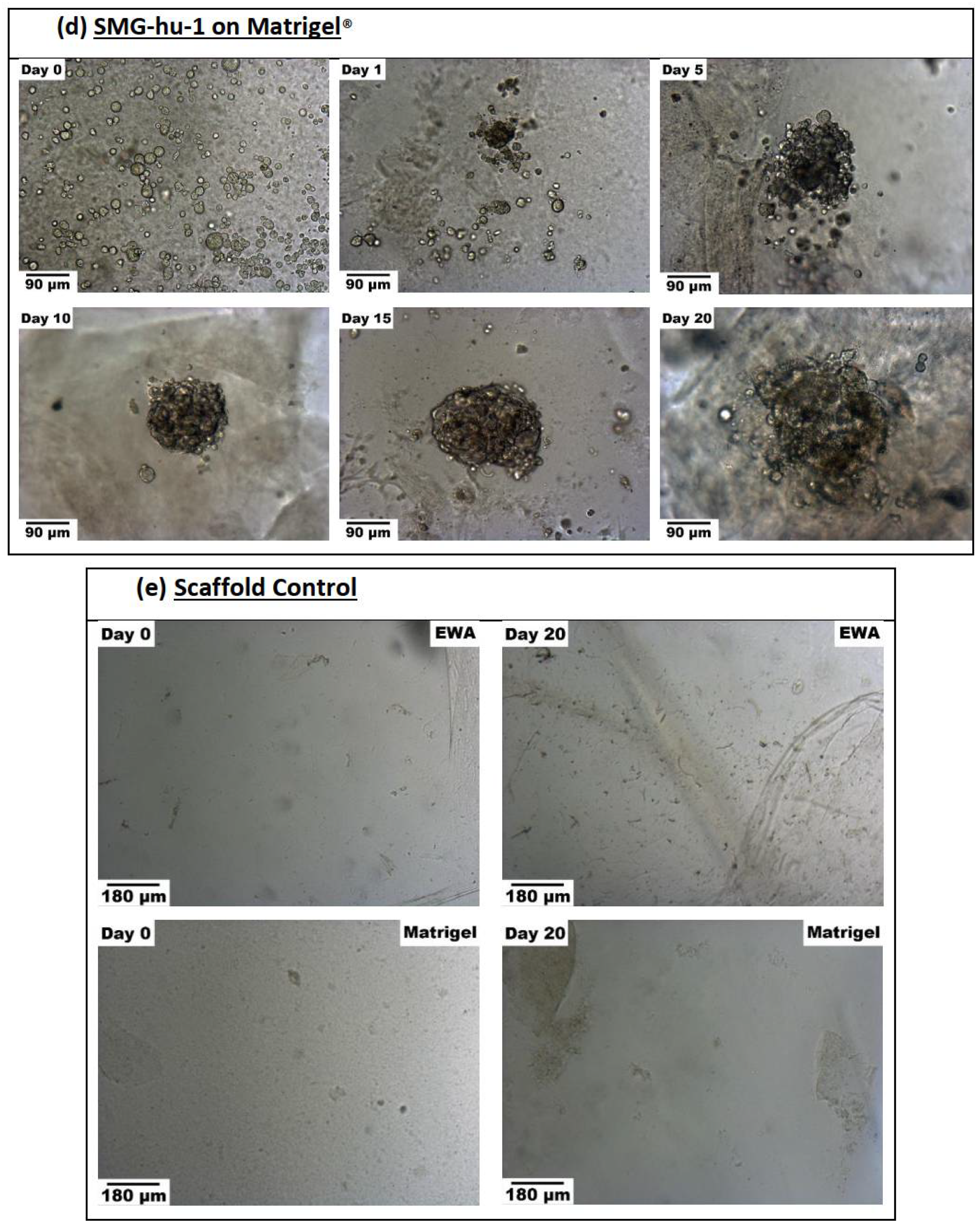 Biomimetics 07 00005 g006c