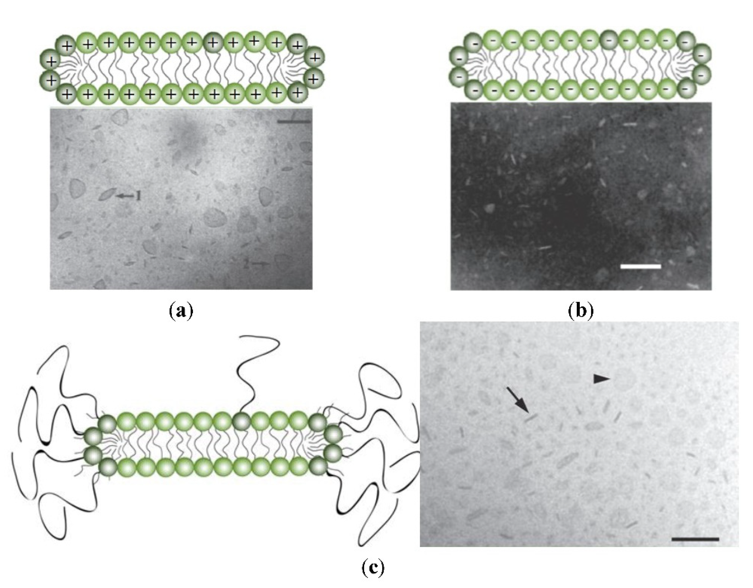 Biomimetics 07 00006 g006