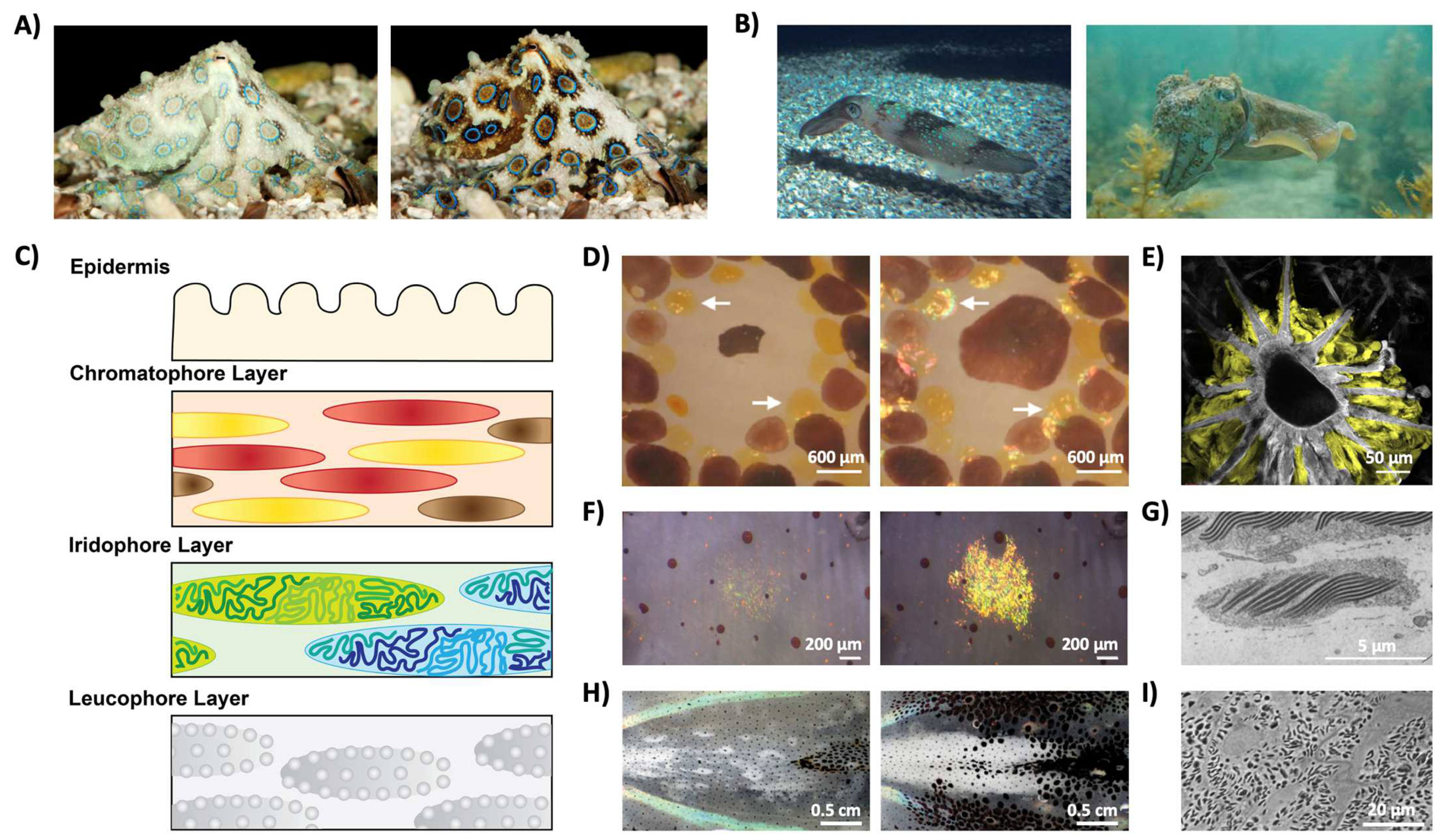 Biomimetics 07 00066 g004