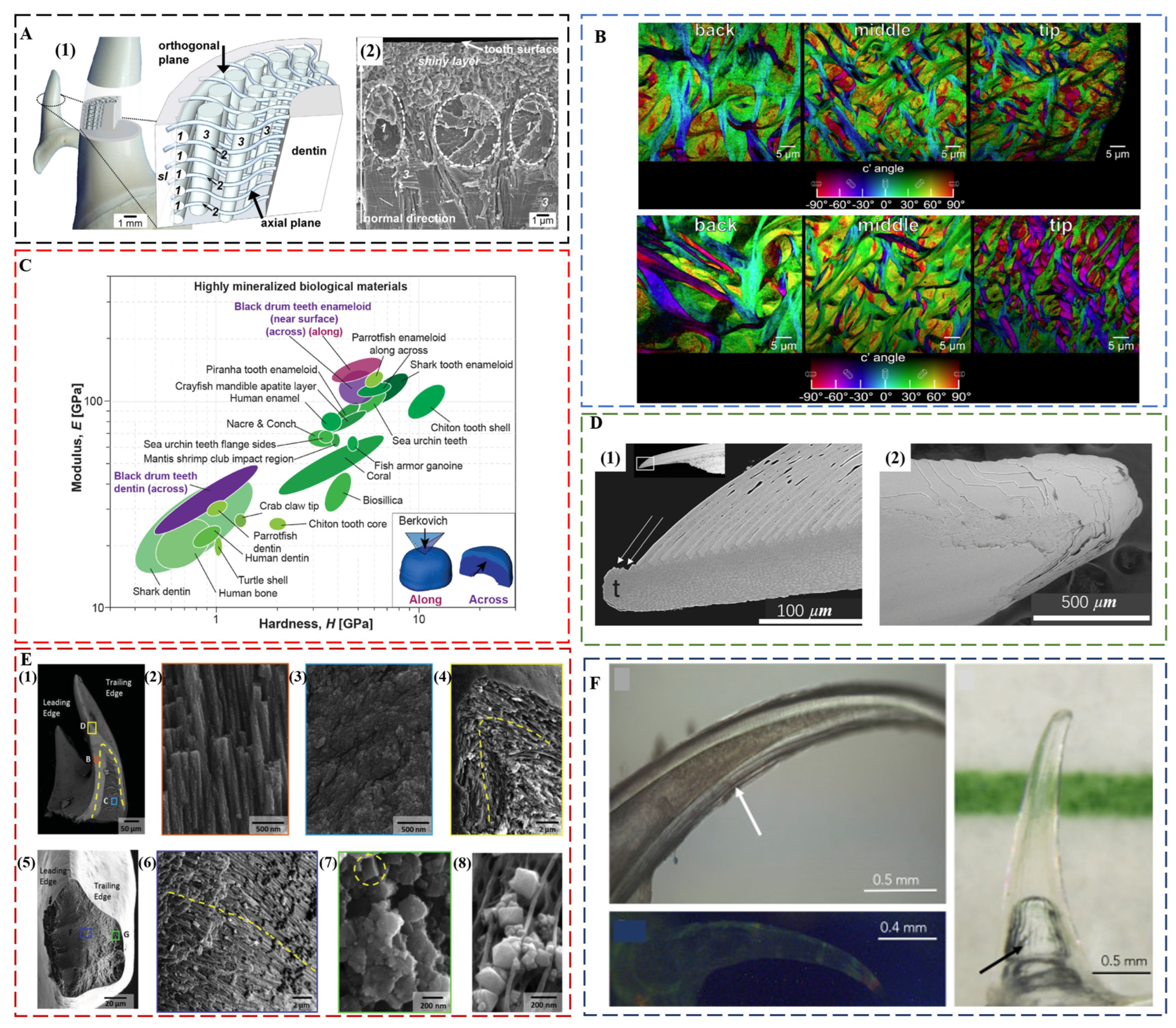 Biomimetics 08 00042 g003