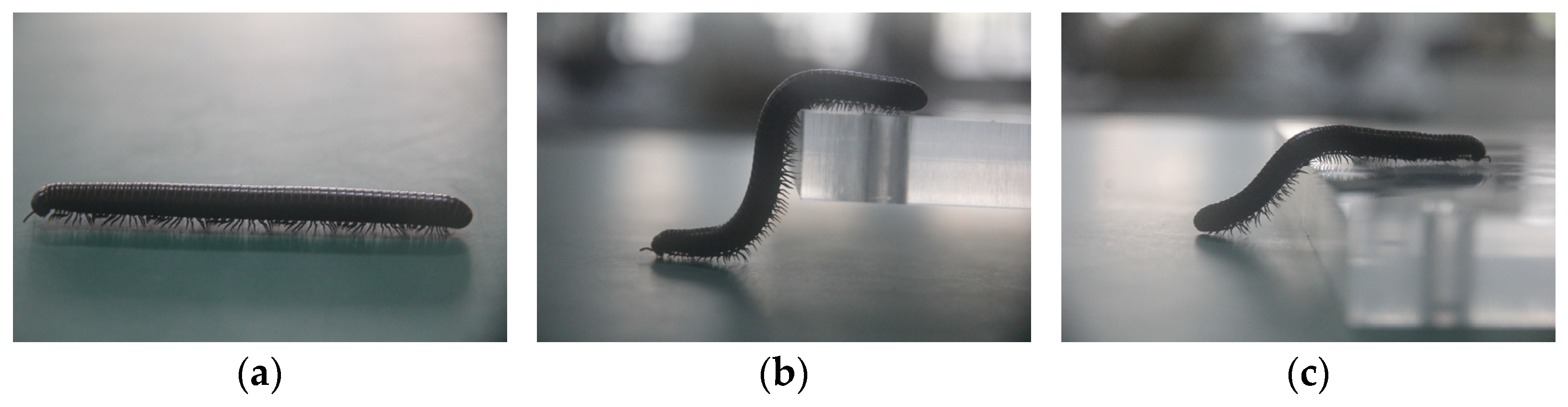 Biomimetics 09 00288 g002