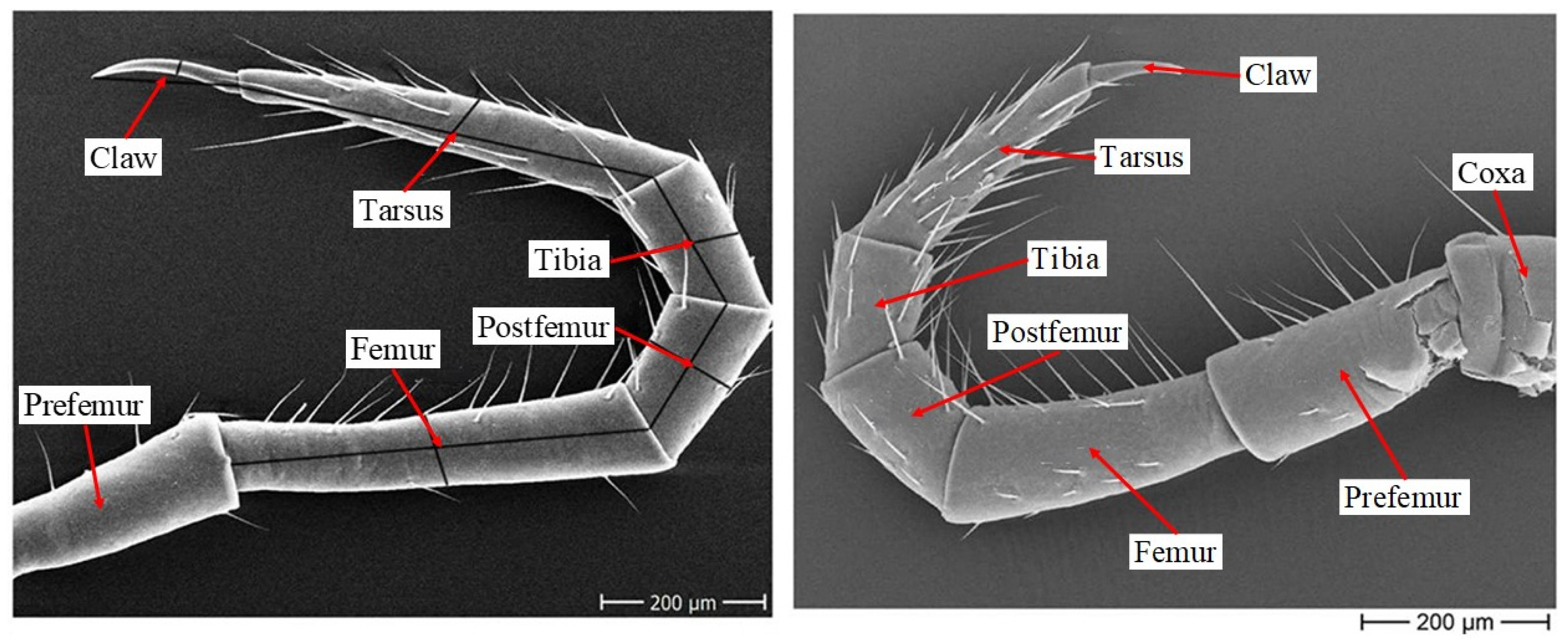 Biomimetics 09 00288 g003