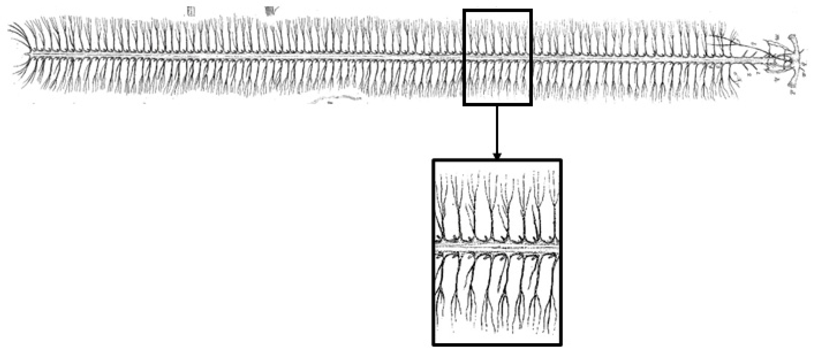 Biomimetics 09 00288 g004