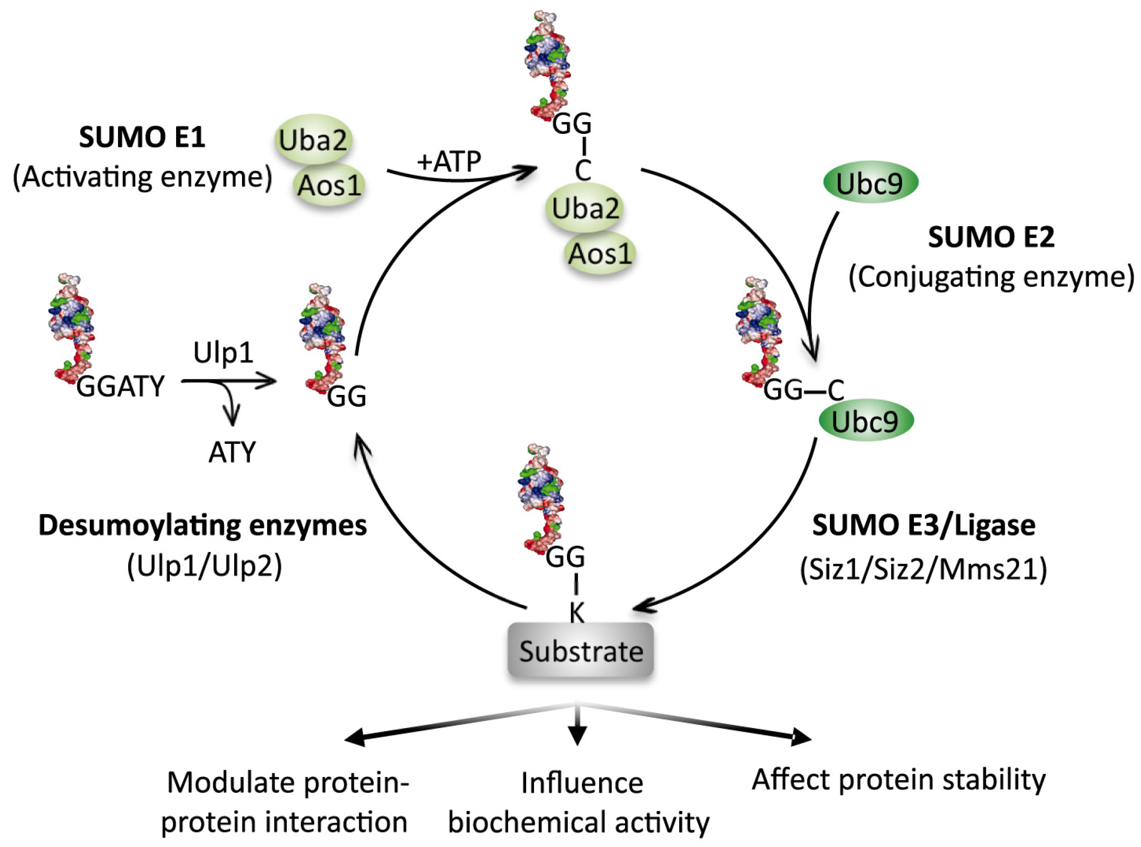 Biomolecules 02 00376 g001