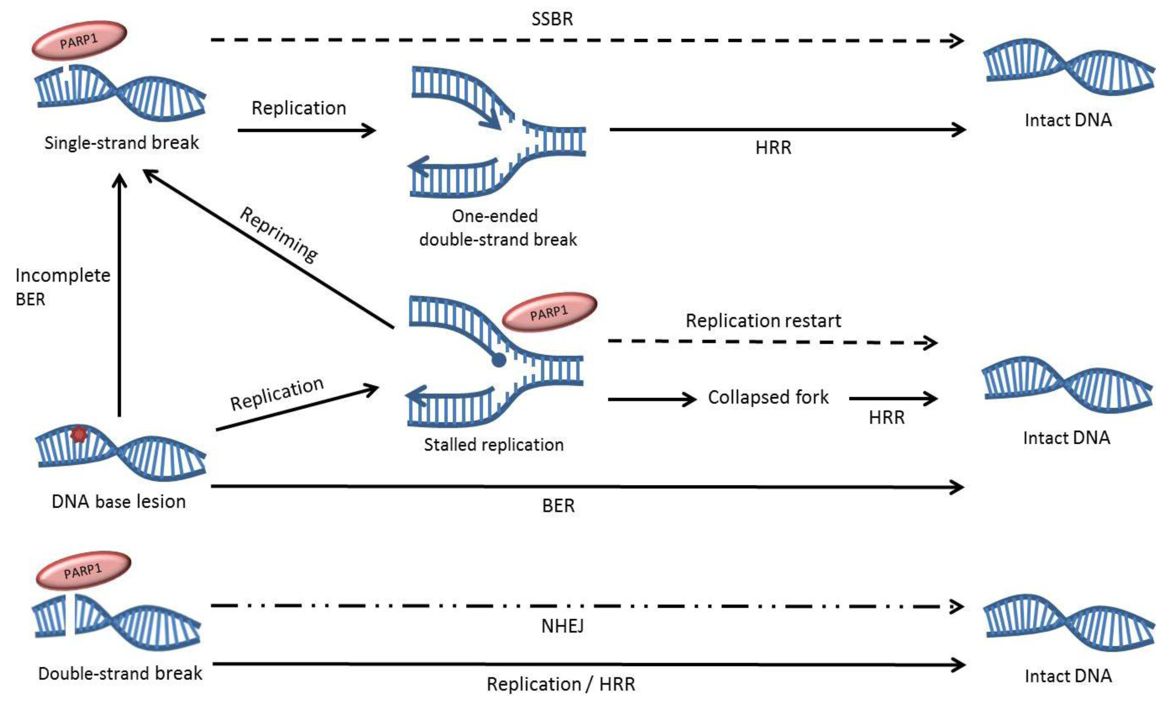 download model predictive