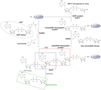 Biomolecules 03 00001 g001 200