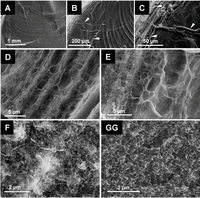 Biomolecules 03 00018 g003 200