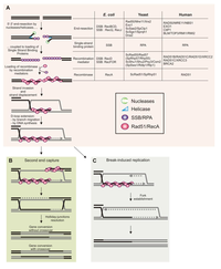 Biomolecules 03 00039 g001 200