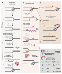 Biomolecules 03 00039 g002 200