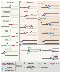 Biomolecules 03 00039 g003 200