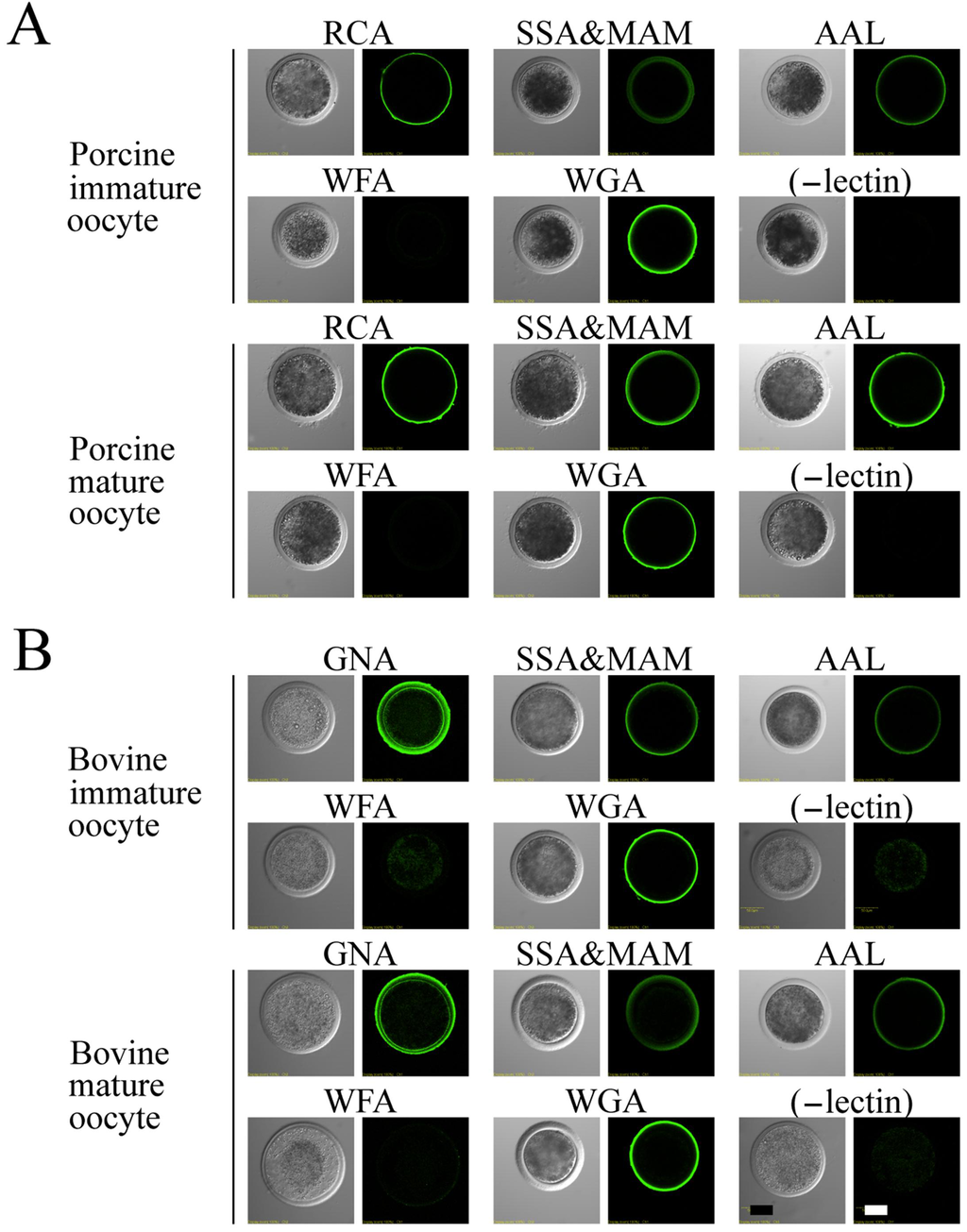 Biomolecules 03 00085 g004 1024