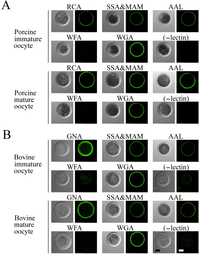Biomolecules 03 00085 g004 200