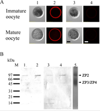 Biomolecules 03 00085 g006 200