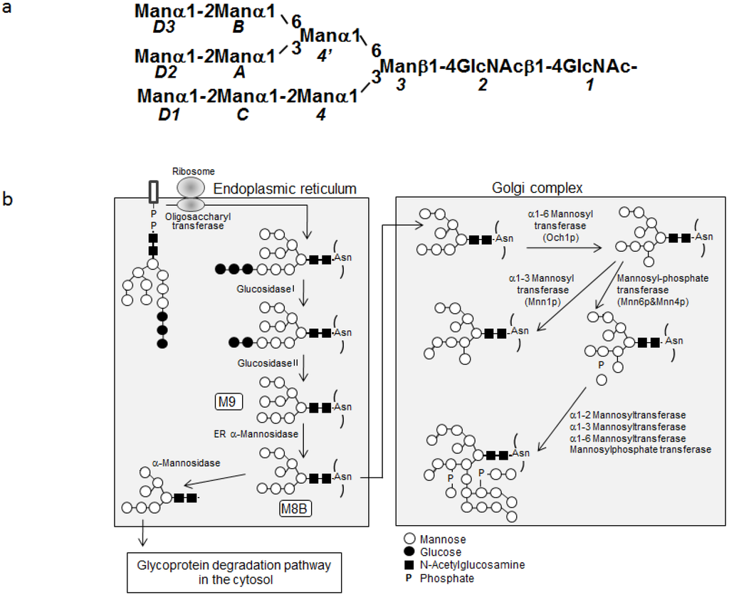 Biomolecules 03 00108 g001 1024