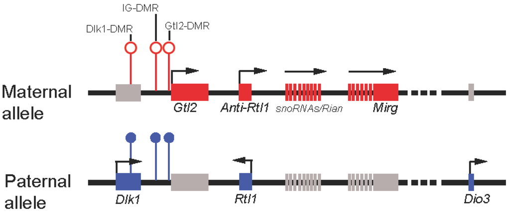 Biomolecules 03 00124 g002 1024