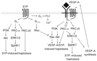 Biomolecules 03 00303 g001 200