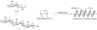 Biomolecules 03 00369 g011 200
