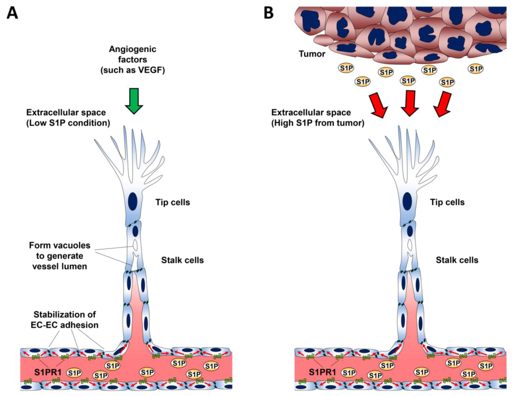 Biomolecules 03 00408 g002 1024