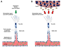 Biomolecules 03 00408 g002 200