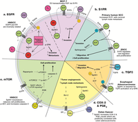 Biomolecules 03 00481 g001 200