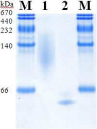 Biomolecules 03 00535 g003 200