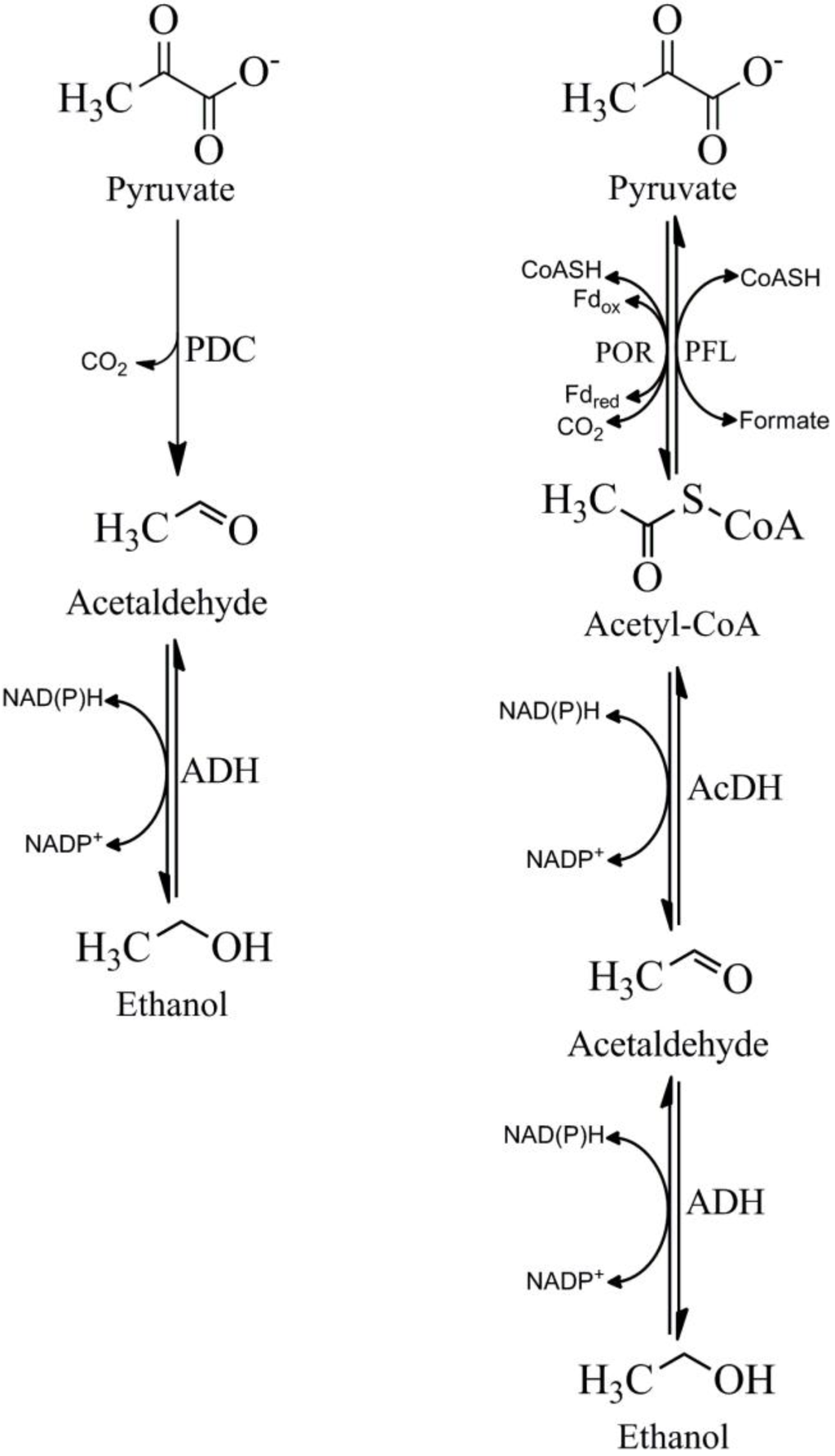 Biomolecules 03 00578 g001 1024