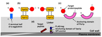 Biomolecules 03 00632 g001 200