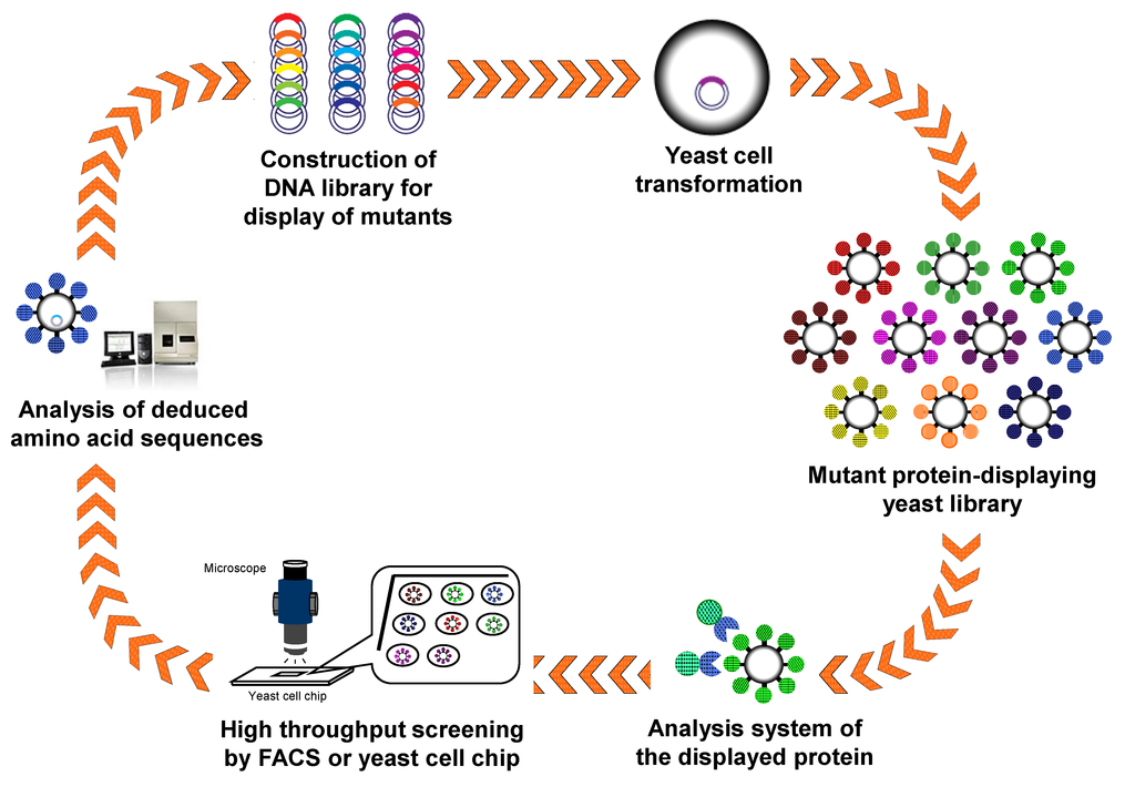 Biomolecules 03 00632 g003 1024