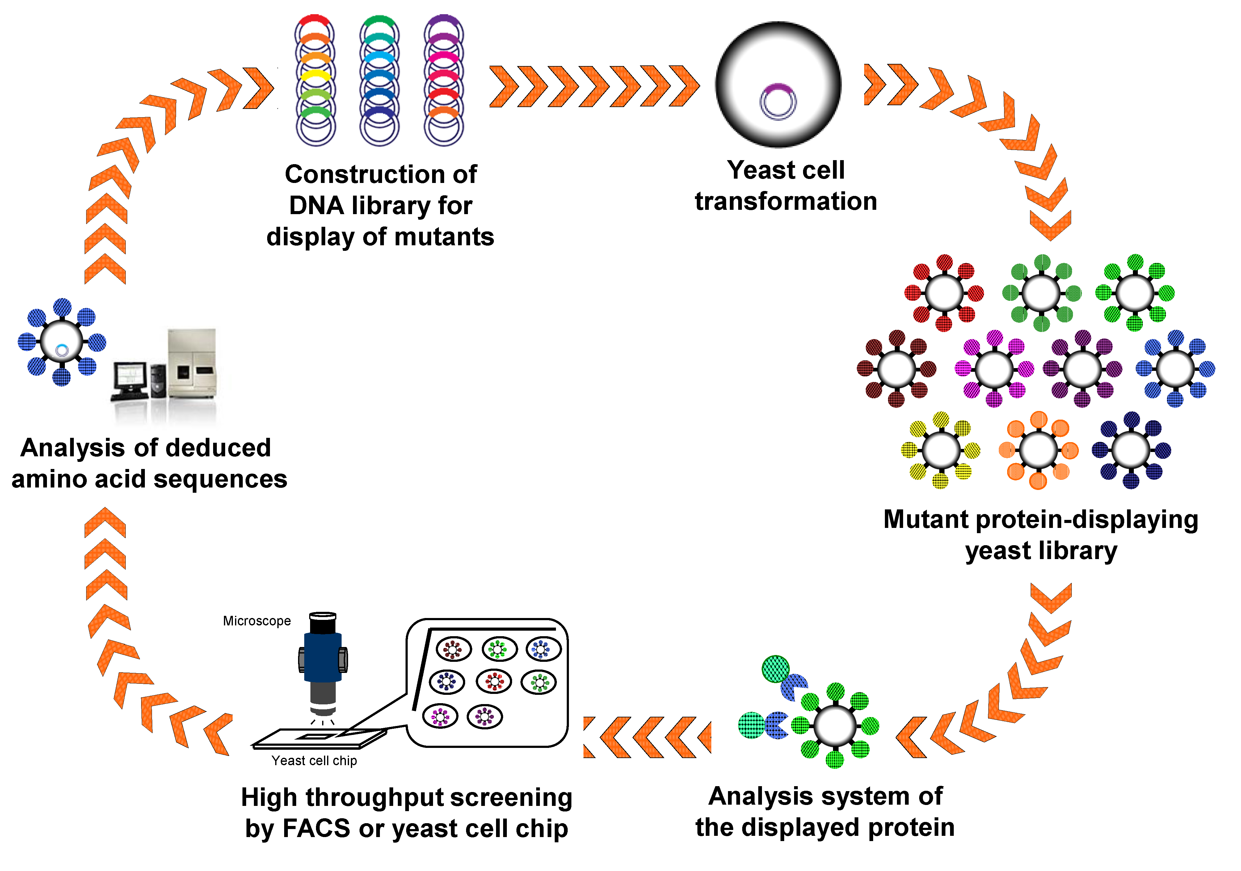 Biomolecules 03 00632 g003