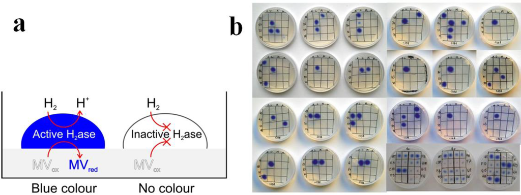 Biomolecules 03 00778 g006 1024