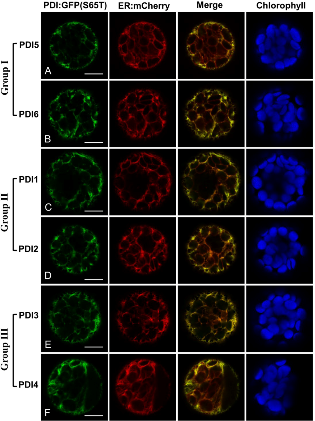 Biomolecules 03 00848 g002 1024