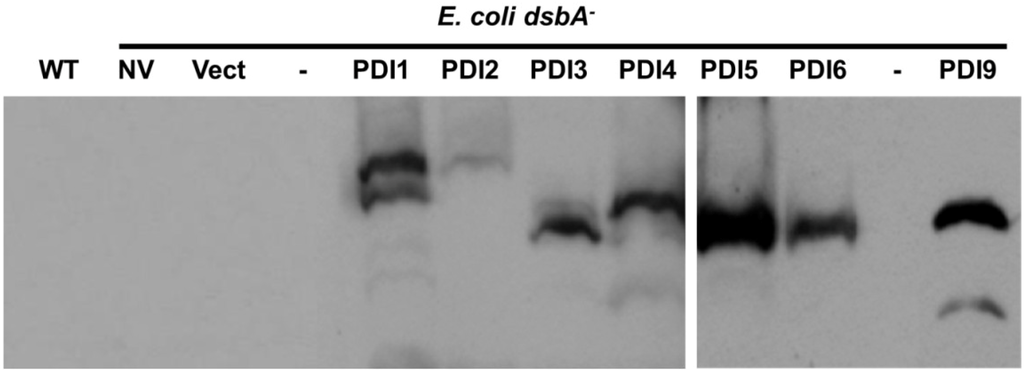 Biomolecules 03 00848 g006 1024