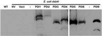 Biomolecules 03 00848 g006 200