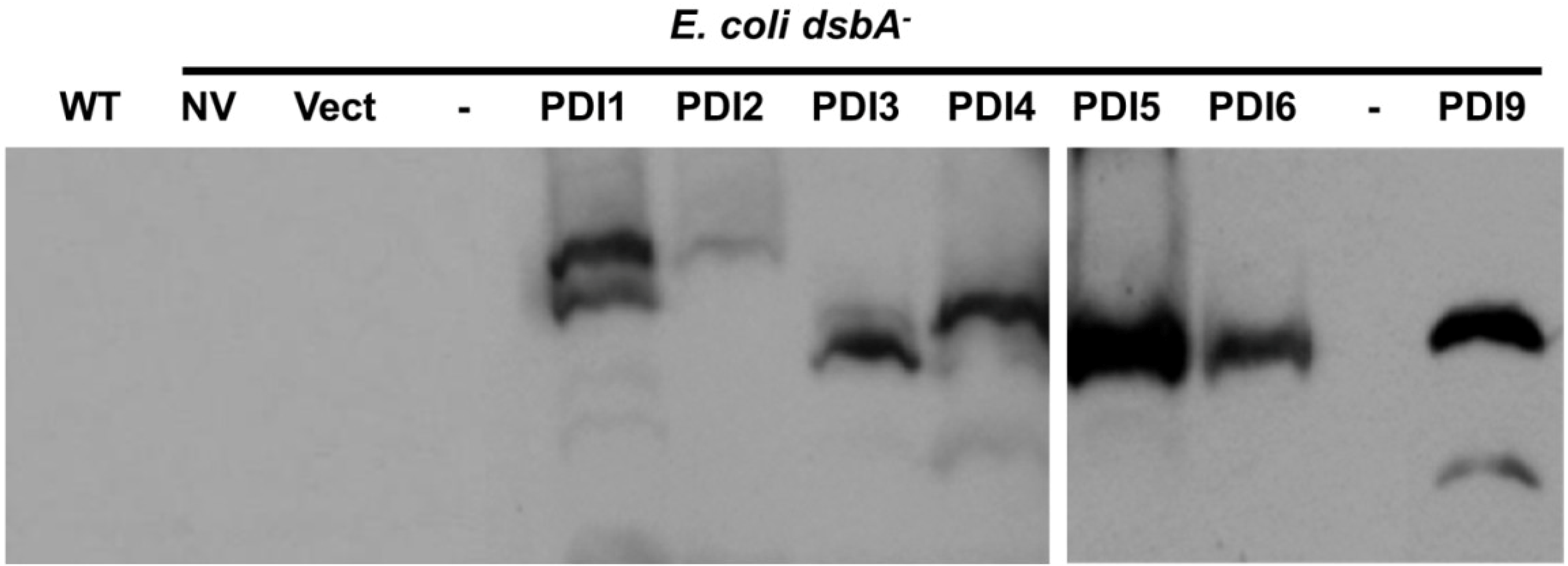 Biomolecules 03 00848 g006