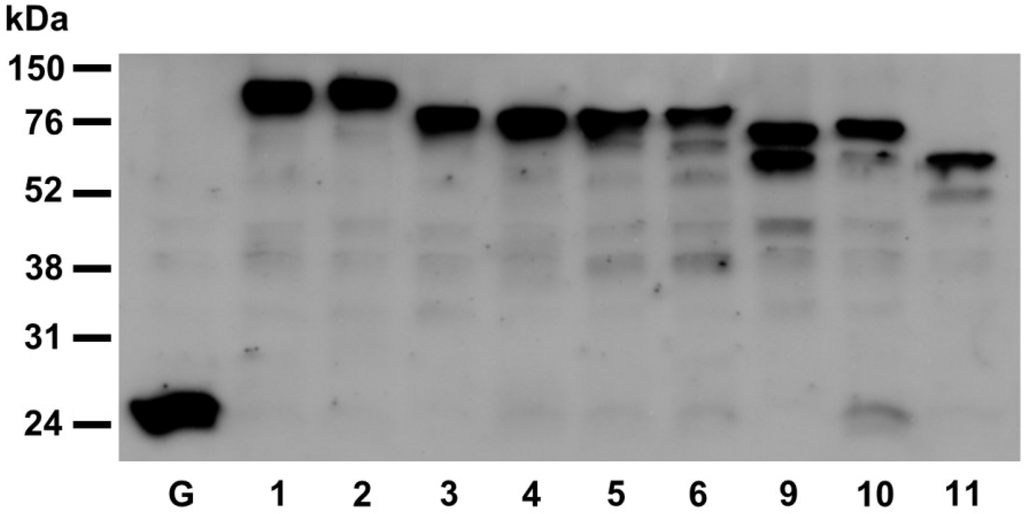 Biomolecules 03 00848 g007 1024