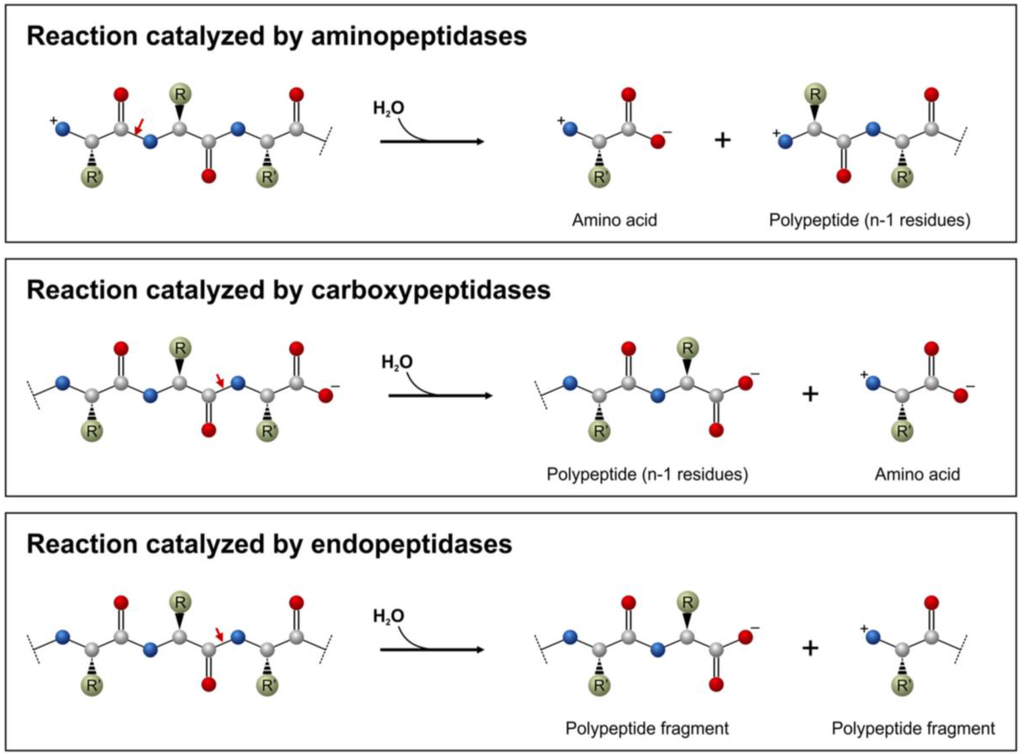 Biomolecules 03 00923 g001 1024