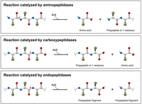 Biomolecules 03 00923 g001 200