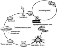 Biomolecules 03 00943 g001 200
