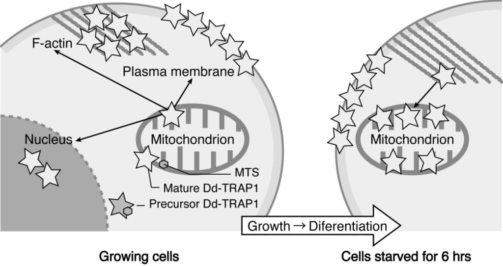 Biomolecules 03 00943 g004 1024