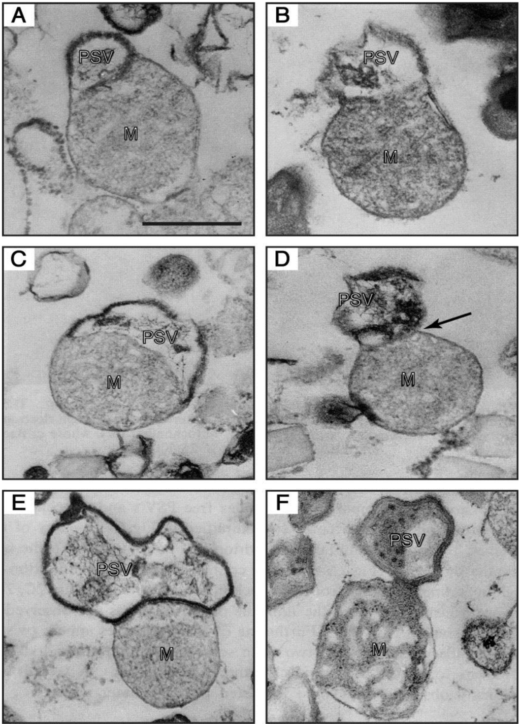 Biomolecules 03 00943 g006 1024