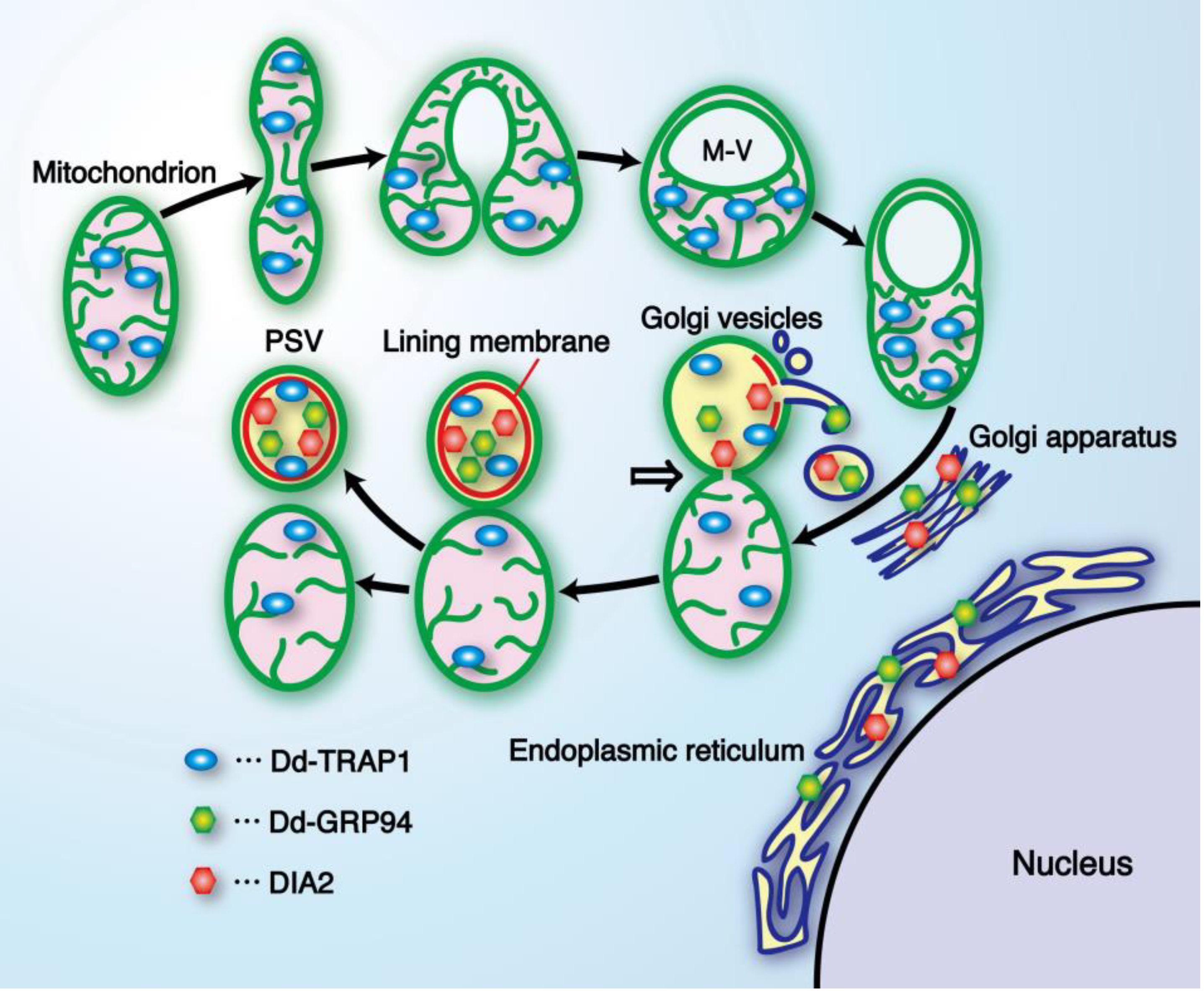 Biomolecules 03 00943 g007