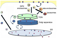 Biomolecules 03 00997 g001 200