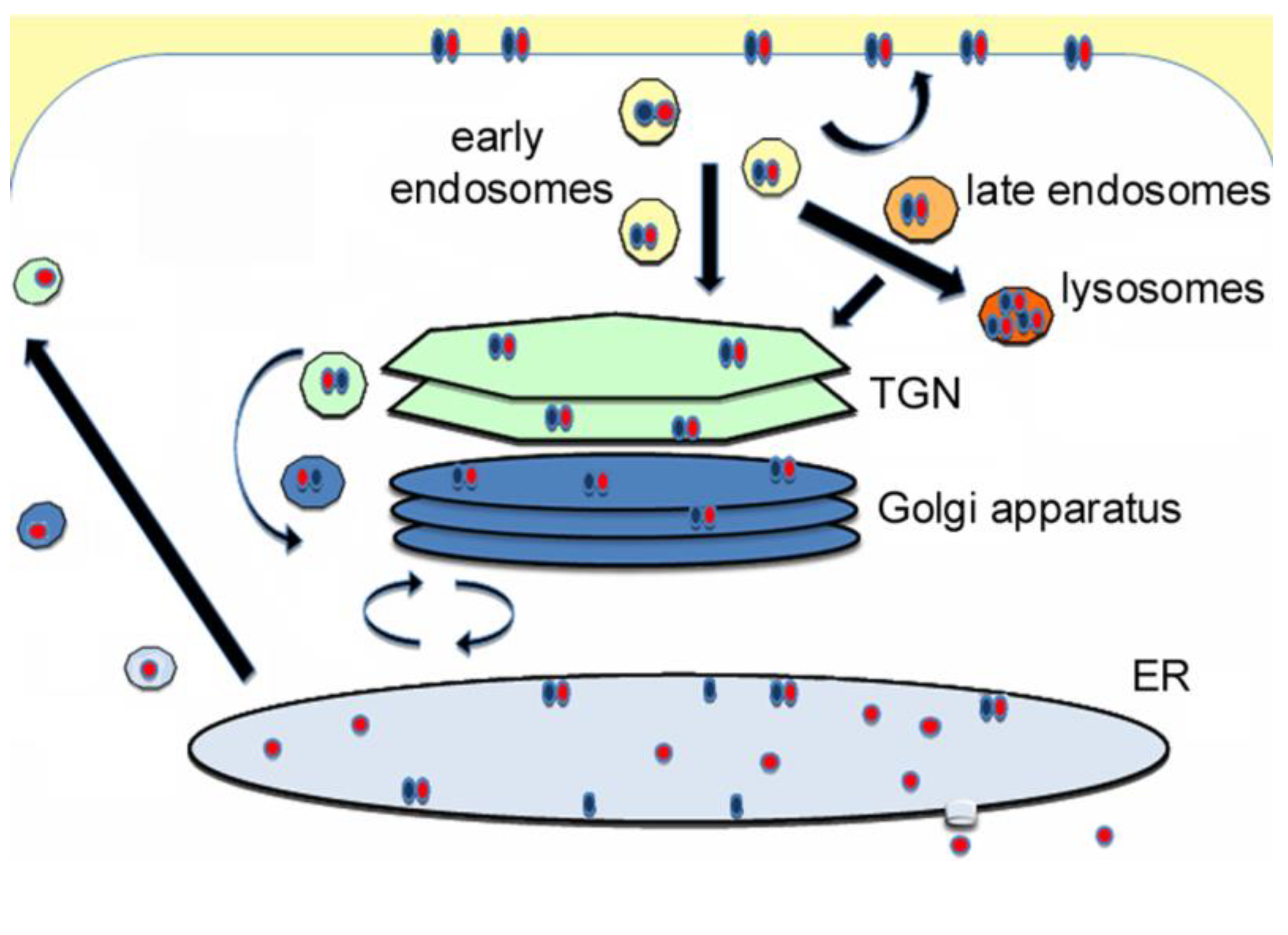 Biomolecules 03 00997 g001