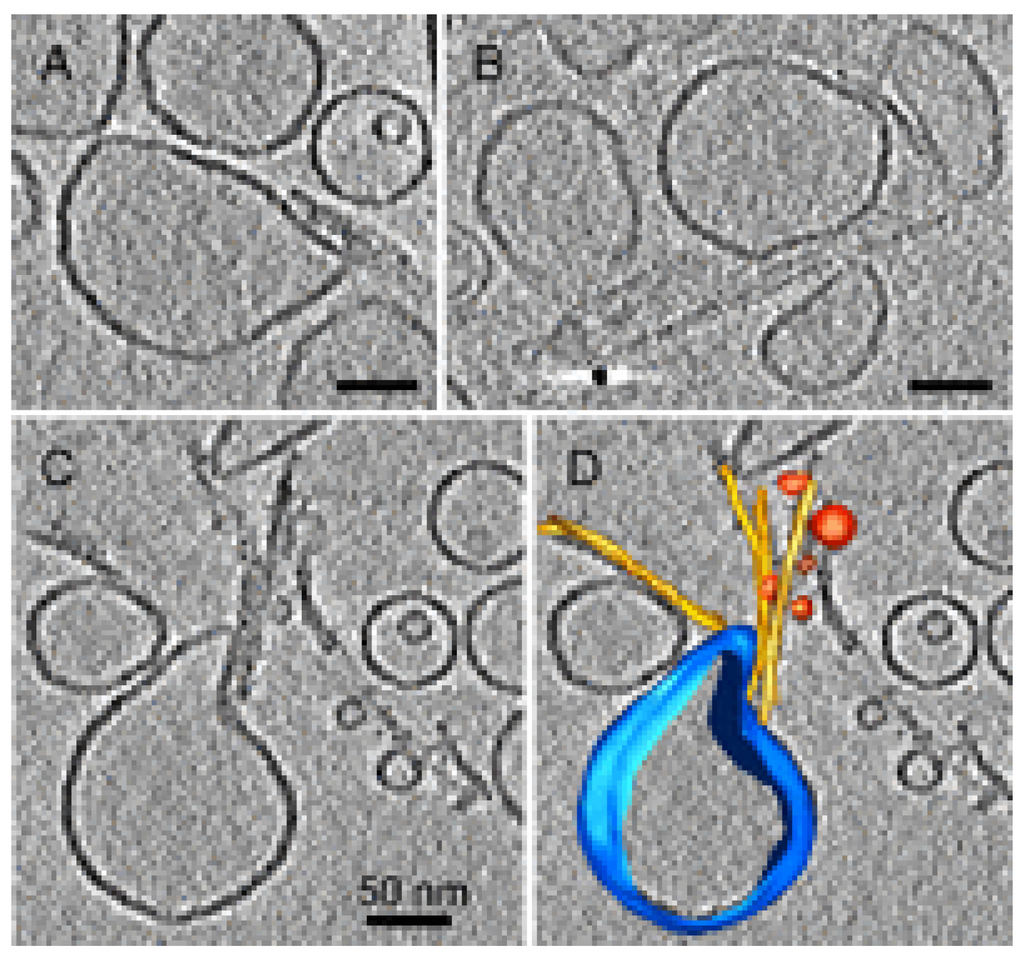 Biomolecules 04 00020 g007 1024